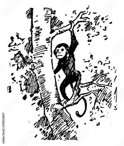 Monkey, vintage illustration.