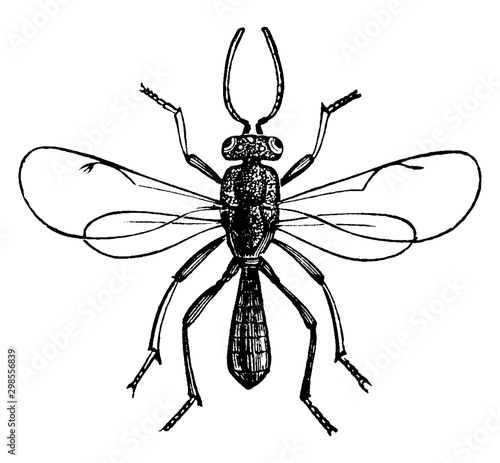 Katydid Egg Parasite, vintage illustration.