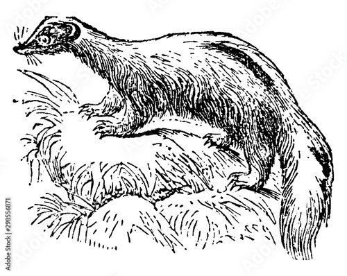 Common Skunk, vintage illustration.