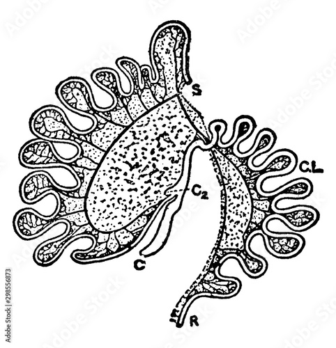 Intestinal Tract of Macropus Bennetti, vintage illustration.
