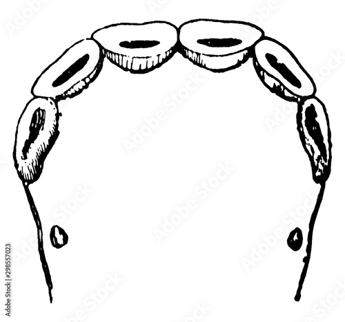 Lower nippers at five years, vintage illustration.