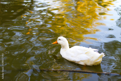 White Duck on the Lake