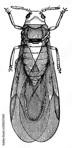 Striped Flea, vintage illustration.