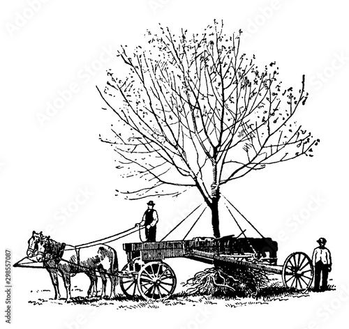 Tree relocation vintage illustration.
