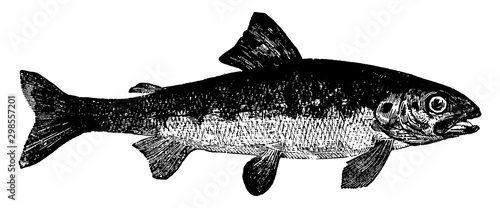 Fotografie Parr, vintage illustration.