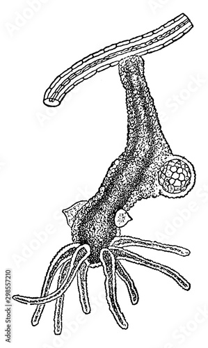 Hydra Vividis, vintage illustration.