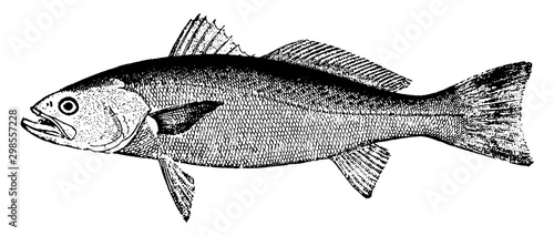 Weakfish, vintage illustration.