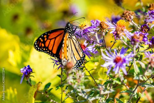 Butterfly on the blue flowers, close-up