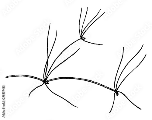 Eleocharis vintage illustration.