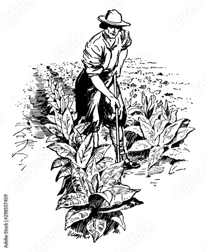 Tobacco Plants,vintage illustration