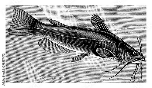 Horn Pout, vintage illustration.