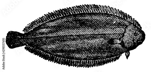 Sole, vintage illustration.