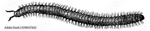 Fotografija Millipede, vintage illustration.