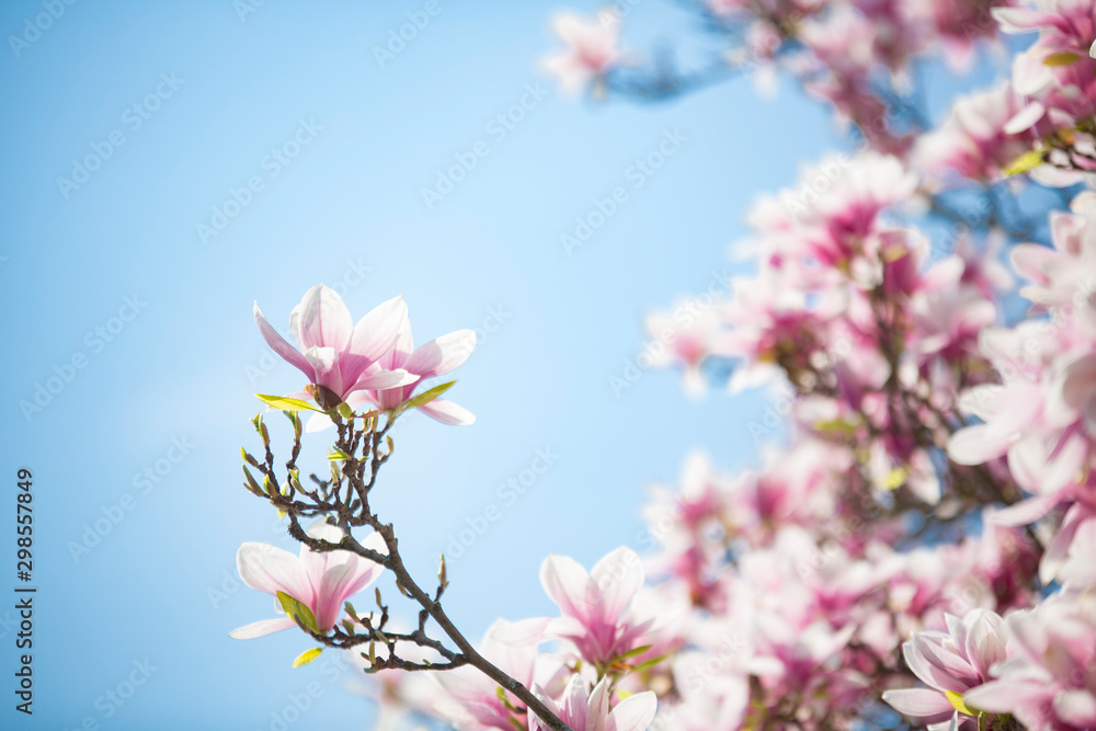 Magnolia blossoms focused with others blurred against a blue sky