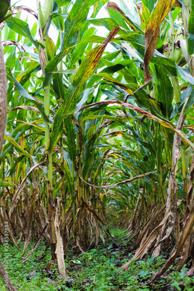 Tunnel through the corn field