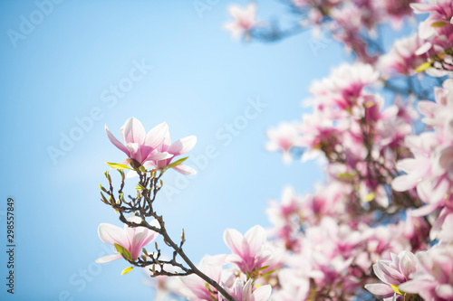 Magnolia blossoms focused with others blurred against a blue sky © Brian