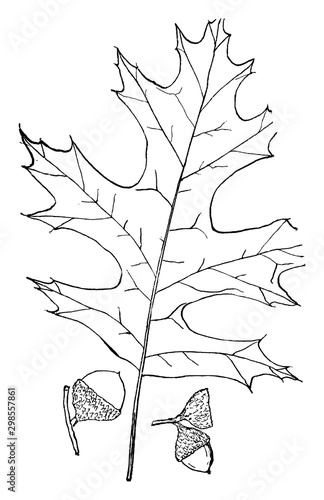 Genus Quercus, L. (Oak) vintage illustration.