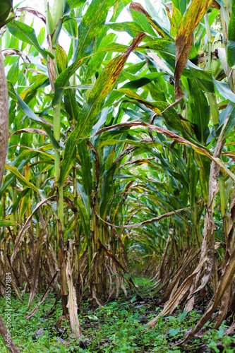 Tunnel through the corn field
