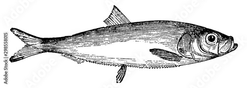 Εκτύπωση καμβά Whitebait, vintage illustration.