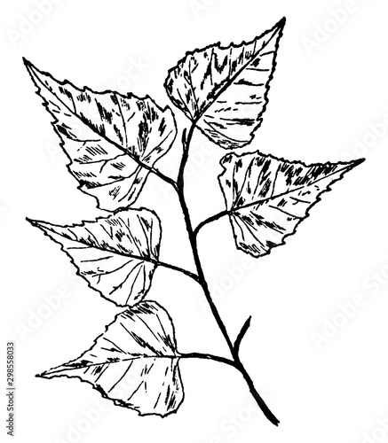 White or Gray Birch Leaf vintage illustration.