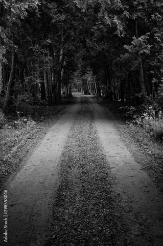Black and white dirt road in the woods