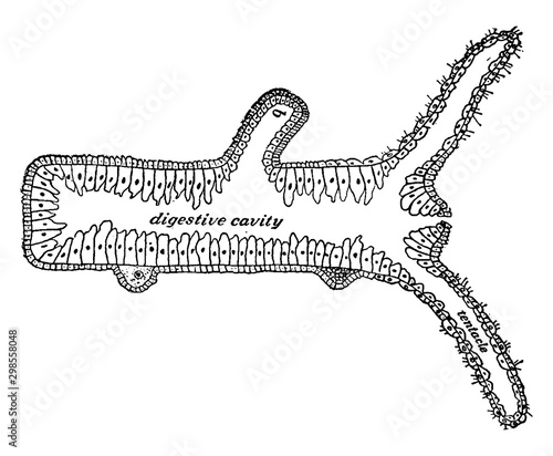 Section of a hydra, vintage illustration.