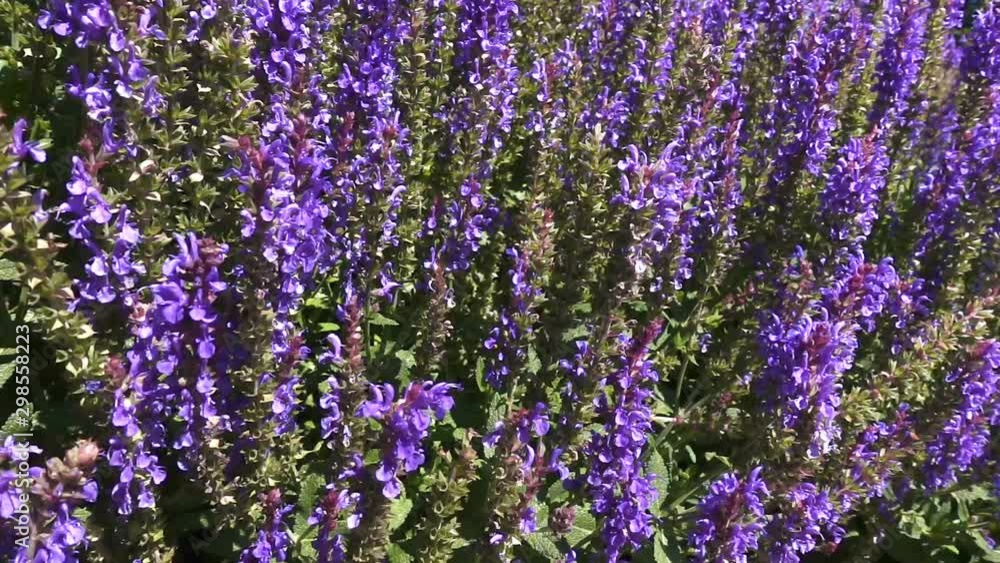 Outdoor view of summer nature. Purple flowers in slow motion Outdoor view of summer nature. Purple flowers in slow motion