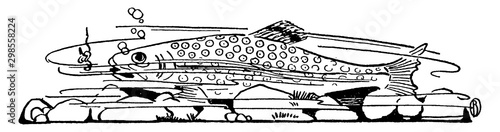 Fish, vintage illustration.