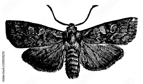 Xylina, vintage illustration.