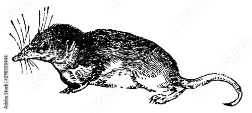 Shrew, vintage illustration.