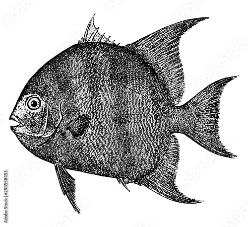 Moonfish, vintage illustration.