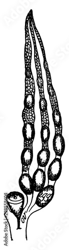 Sexual Organ of Insects, vintage illustration.