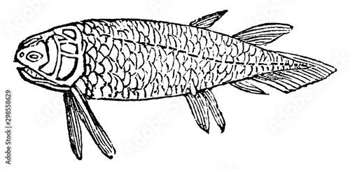 Holoptychius, vintage illustration.