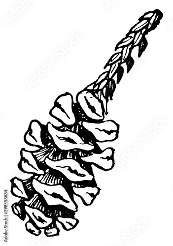 Redwood Cone vintage illustration.