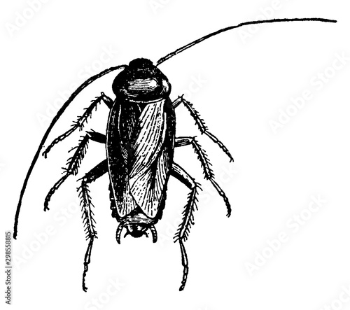 Roach, vintage illustration.