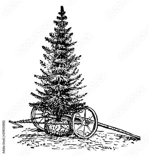 Tree relocation vintage illustration.