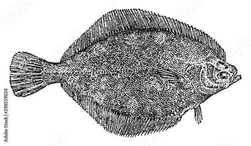 Flatfish, vintage illustration.