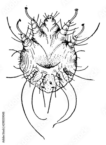 Mite, vintage illustration.