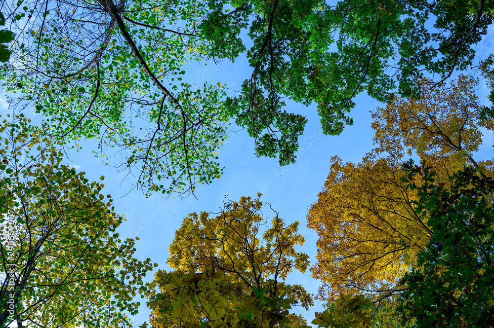 Obraz premium Blue Ridge Mountains