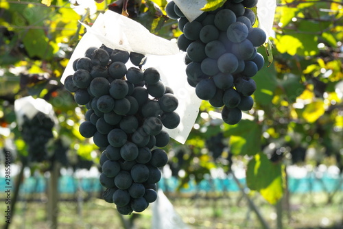 Billede på lærred Yamanashi,Japan-October 26, 2019: Muscat Bailey A at a vineyard in Yamanashi pre