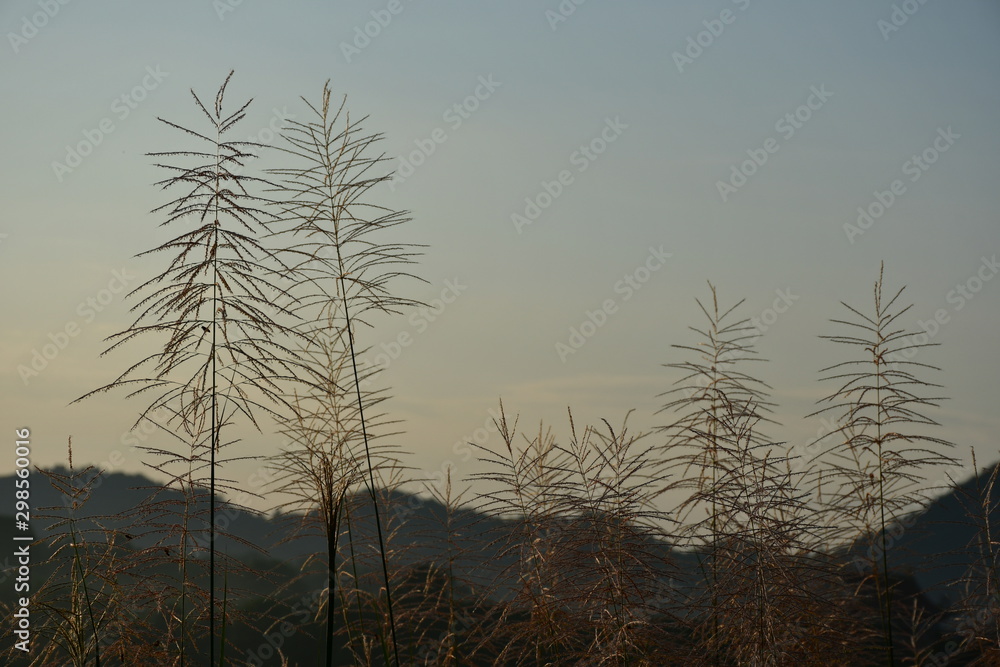 Obraz premium trees in fog