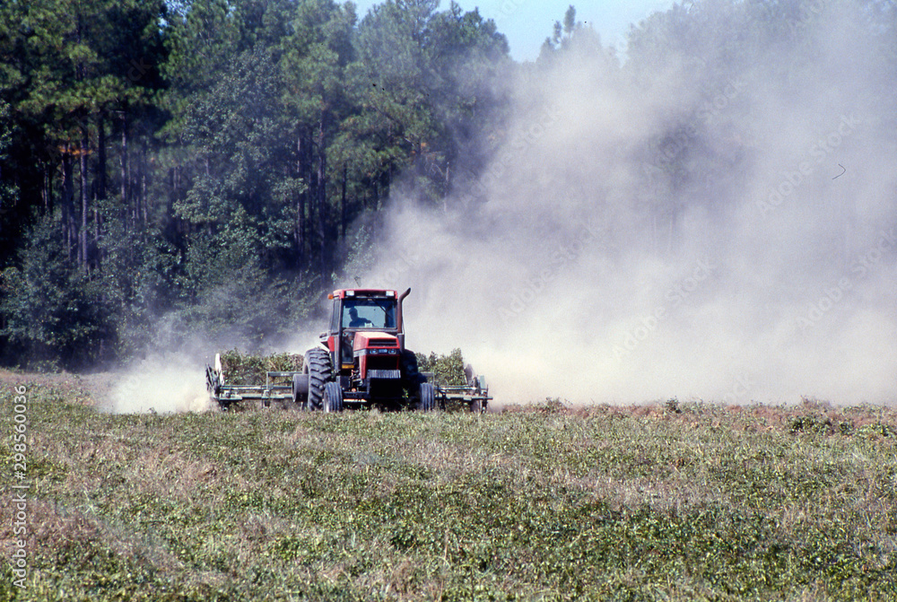 Fototapeta premium farmer's tractor harvesting peanuts