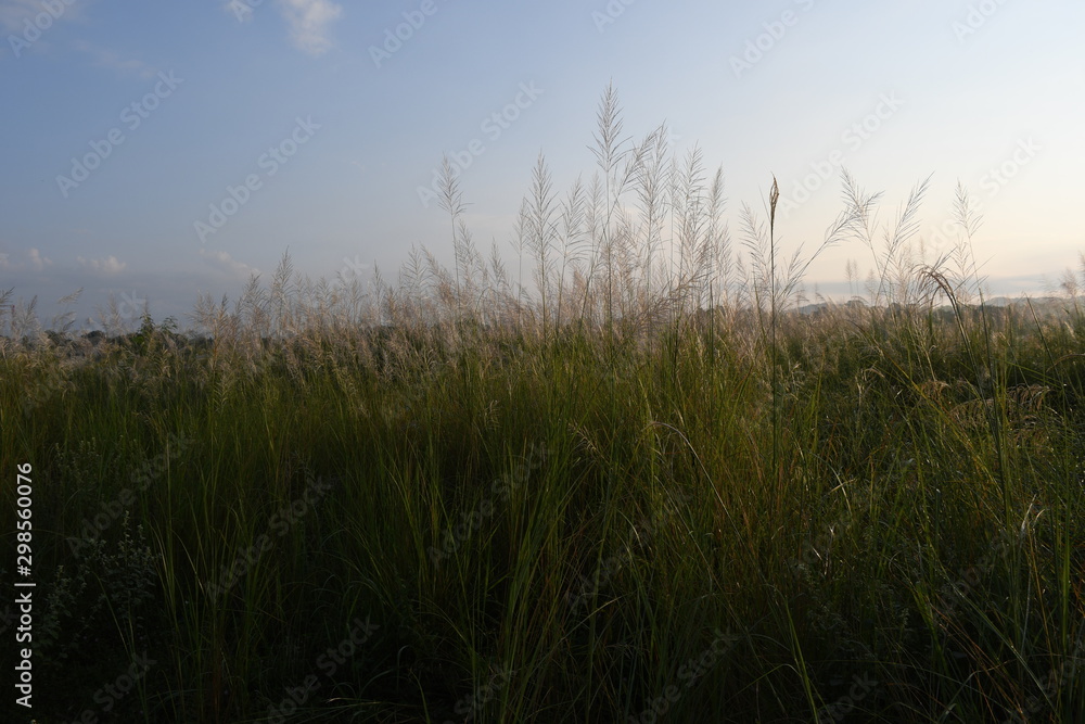 grass and sky grass and sky