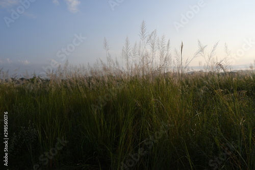 grass and sky