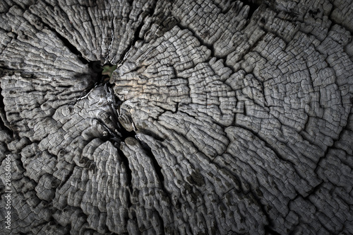 Background of old wood texture of tree stump
