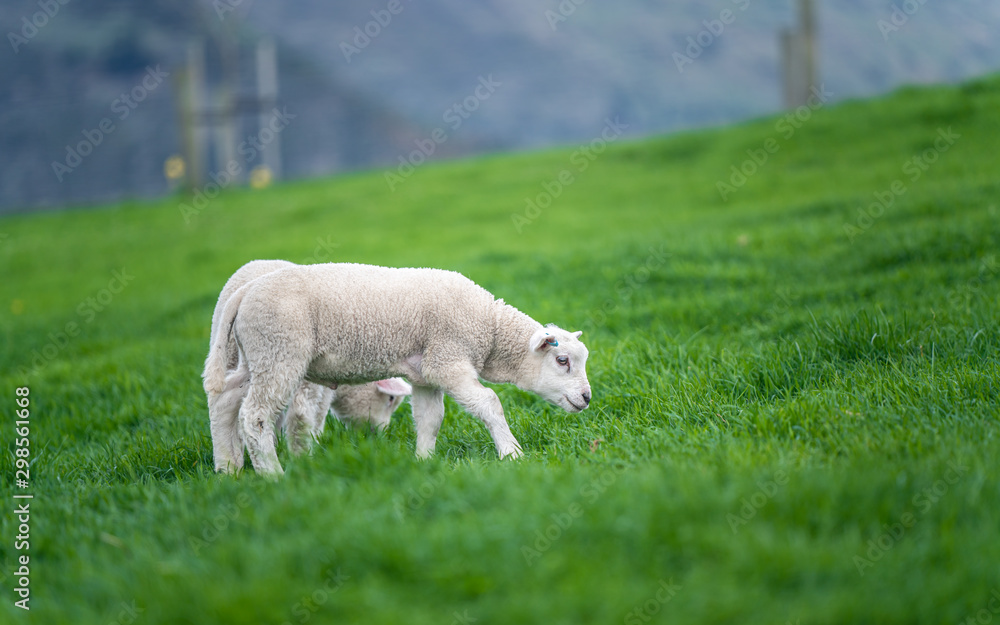 Obraz premium Sheep With Natural View Background