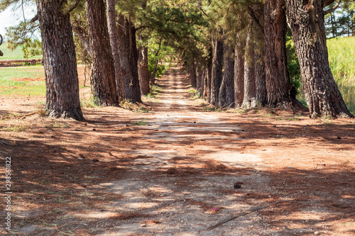 path in the forest
