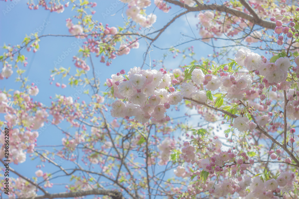 爽やかな青空と八重桜