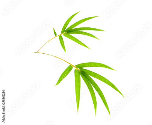 Fresh bamboo leaf with water drop isolated on white background with clipping path  Closeup bamboo leaves texture as background or wallpaper  Chinese bamboo leaf