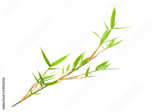 Branch and Bamboo leaf with water drop isolated on white background with clipping path, Bamboo leaf texture as background or wallpaper, Chinese bamboo leaf, Closeup green branch and bamboo leaves  © Adhivaswut